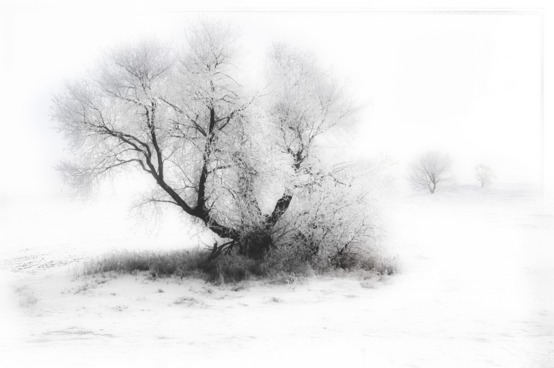 Hoarfrost 2012 Orton by Darlene Perkin